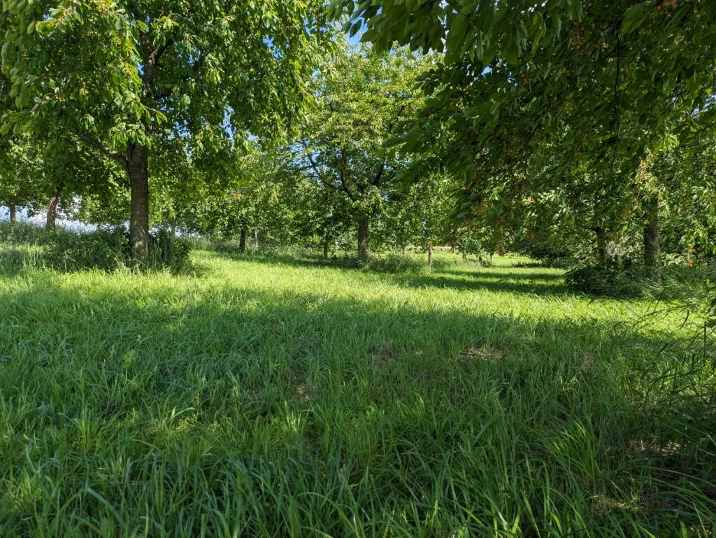 Streuobstwiese Kirsche