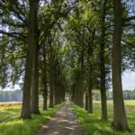 EIne lange Allee mit großen Eichen zu beiden Seiten.