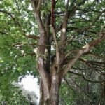 Stunning oak tree with dense branches and vibrant green leaves in a Spanish forest.